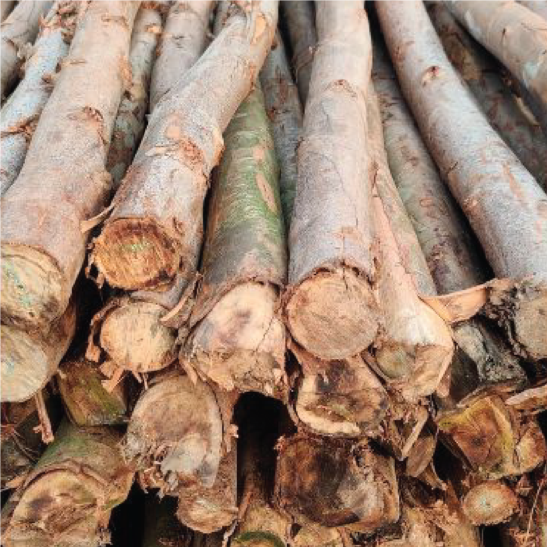 Nilgiri Wood - Image 2